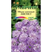 Иберис Аметист /Гавриш/ 0,2г/ h-30см d-5-6см лиловый