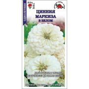 Цинния Маркиза в Белом /Сотка/ 0,2г/ h-90см, d-15см/*1200