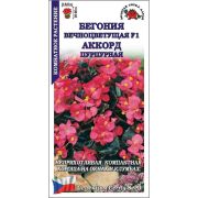 Ком: Бегония вечноцветущая Аккорд пурпурная /Сотка/ 10 шт/*500