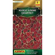Ком: Колеус Скарлет /Аэлита/ 5шт/ h-35см